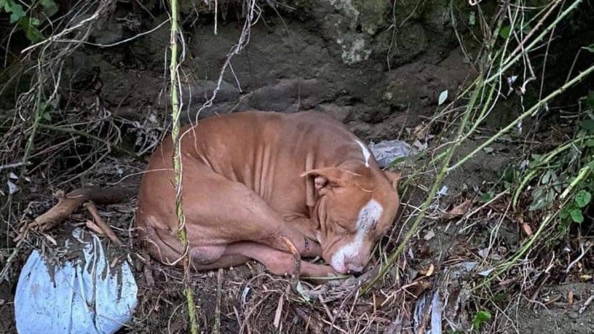 Disastro di Casamicciola: ritrovato THOR, il pitbull disperso